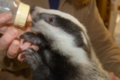 Badger