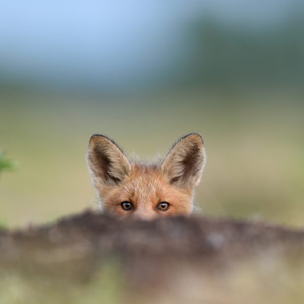 A wild fox in Scotland peeking over a log