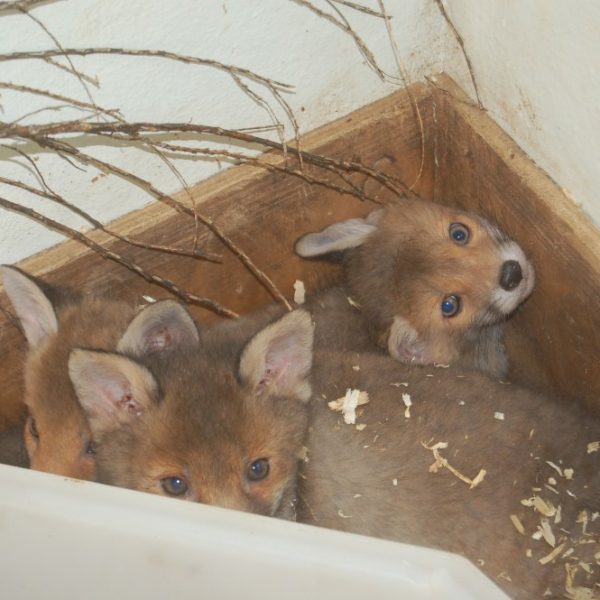 Three baby fox cubs snuggle in an enclosure box