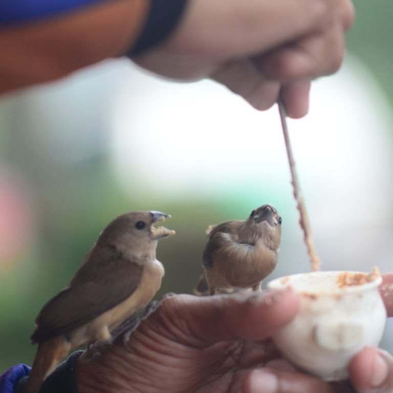 hand-rearing-birds-fledgelings-nestlings-hessilhead-wildlife-centre