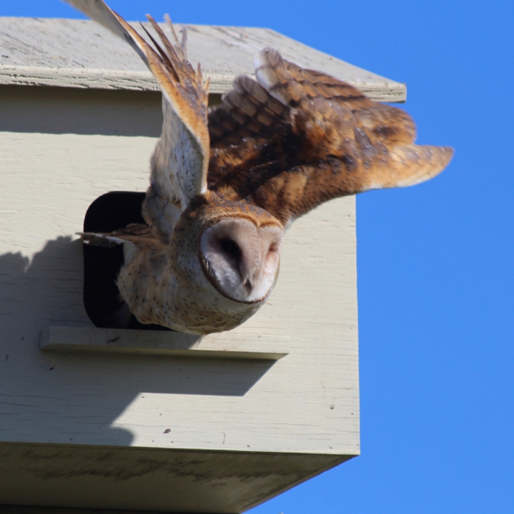 hand-rearing-birds-fledgelings-nestlings-hessilhead-wildlife-centre