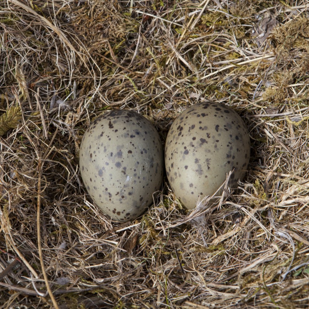 hand-rearing-birds-fledgelings-nestlings-hessilhead-wildlife-centre